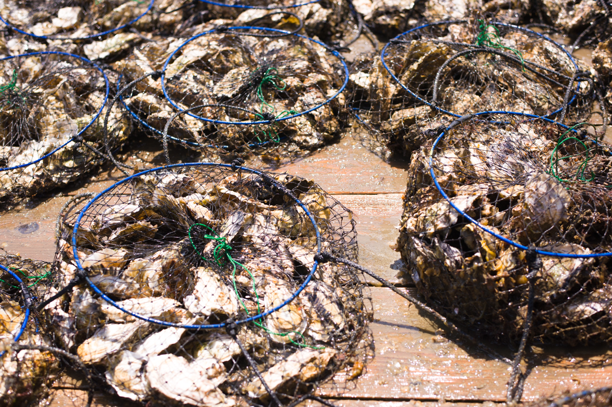 浦村町浦村カキファーム